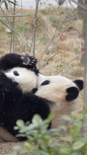 Mom #panda Beichuan & Baby Bing: The Snuggliest Nap Time Ever!#cutepanda #cute