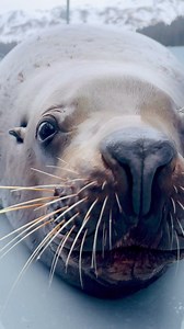 Forrest the male Steller sea lion wants to remind everyone that really, every day should be world sea lion day! 💙 | Alaska SeaLife Center