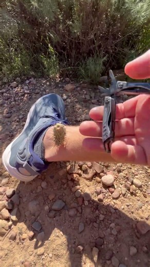 When you have to do surgery on yourself #Cactus #Surgery