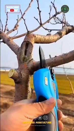 Amazing Chainsaw Machines & Tree Branch Pruning Hand Tool