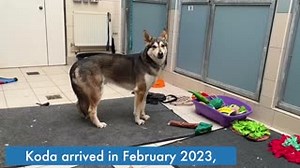 Good news for Koda! Koda is a German Shepherd x Husky who came to Raystede at the beginning of 2023. At just three years old, he had been found in poor condition shut in a crate. He was timid and anxious particularly around other dogs. While at Raystede, he followed a training plan that supported his overall learning and he proved a keen student, with a cheeky side to his character coming out, and he could be a real clown! A suitable adopter came forward in September 2024, they made several visi