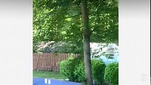 Zebras Spotted Roaming Behind Maryland Home