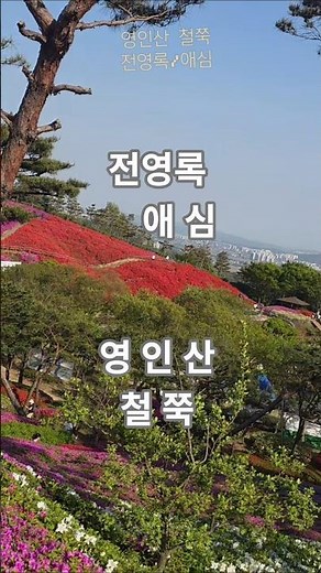 영인산 철쭉 절정🌸 전영록 ‘애심’ 감성 힐링