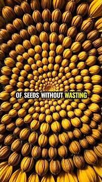 Nature's Hidden Code: The Math That Makes Flowers Bloom