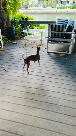 Kelvis Ochoa on Reels