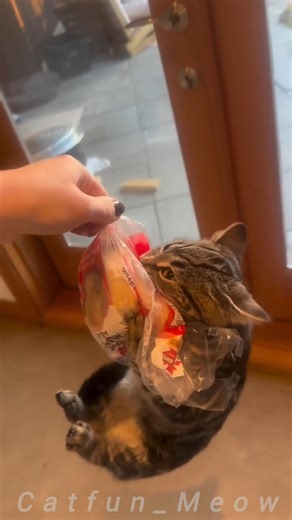 What an emotional scene of a hungry cat struggling for food😾🔥#usa #viralcats #cat #imotional