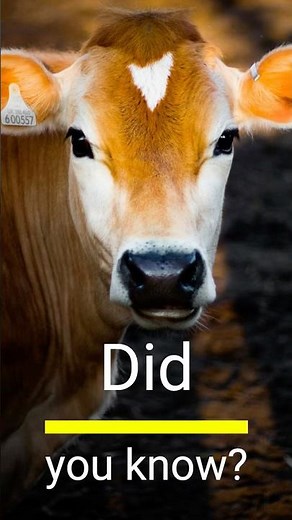 Cows Have Best Friends #animalfacts #cute #bestfriend #bestie #cow #didyouknow