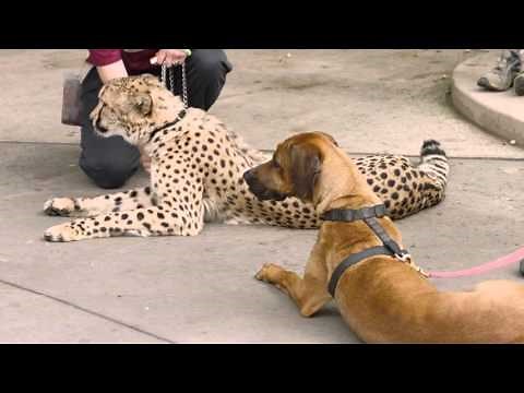 Cheetah Run with Ruuxa @ San Diego Zoo Safari Park