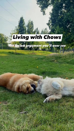 How does your chow argue with you? 😁❤️ #chowchowsquad #chowchow #chowchowlovers #doglife #funnydogreels | Chow Chow Squad