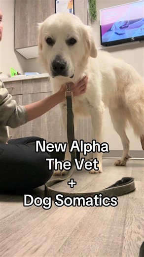 Understanding Dog Hierarchy and Somatic Healing