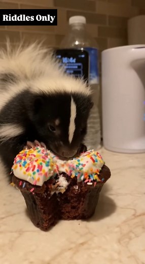 Bro eating like nobody warned him about the sugar crash | Riddles Only