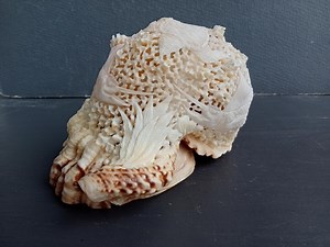 Hand Carved Marlin Fish Conch Shell: Natural Sea Shell Decor - Etsy
