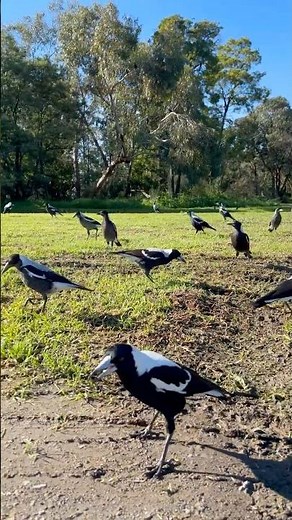 Australian Magpie Super Tribe!🐦🖤🐦