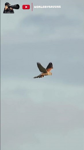 Common Kestrel in Majestic Slow Motion 🦅