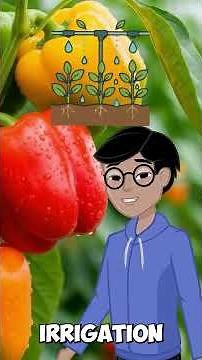 How to Grow Greenhouse Peppers 🌱💧 (Fertigation Tips)