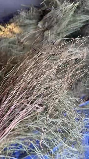 22K views · 607 reactions | Here is how we harvest your cilantro seeds! #gardeningtips #garden #gardening #seeds #gardensofinstagram #instagarden | MIgardener | Facebook