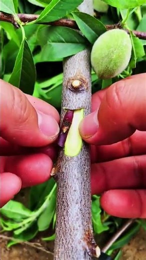 Best method and unique ideas for the grafting of fruit trees #grafting #plants #garden #tree​