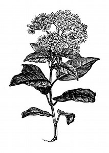 Viburnum tinus