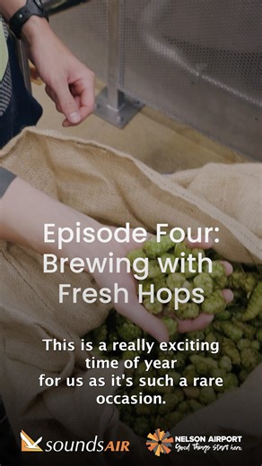 The hops have made it to Panhead Brewery in Wellington! Find out why brewing with fresh Nelson hops is so special in Episode 4 of our series. | Nelson Airport New Zealand