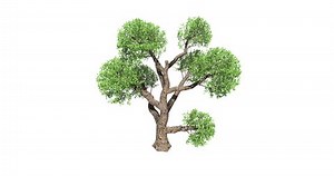Tree Growth Animation On White Background Stock Footage Video (100% Royalty-free) 1058804239 | Shutterstock