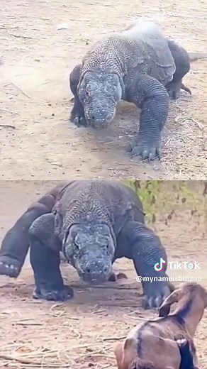 Komodo Dragons Feast on Goat: A Wild Encounter