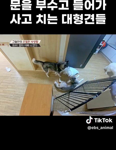 문 박살 내고는 온 집안을 난장판으로 만드는 대형견 세 마리 #세나개