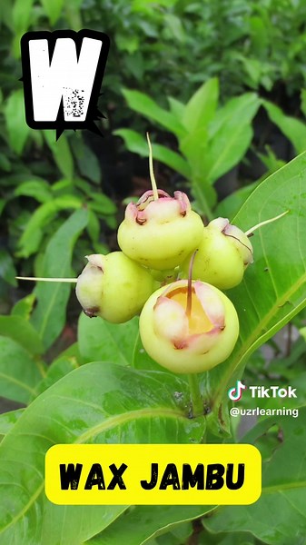 Fun ABC Fruit Song for Kids