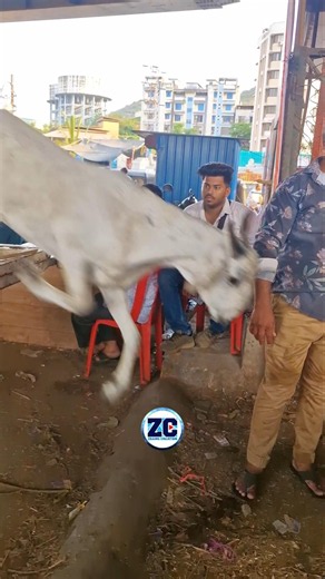 Mumbra Bakra Mandi - Bakro Ki Unloading😍 #bakraeid2026 #goat #bakraeidspecial #mumbrabakramandi