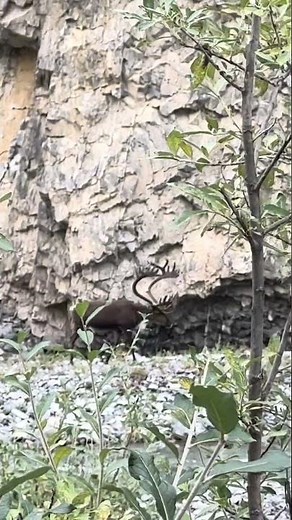 A dream stalk coming together in Alaska. #BEEREAL #shorts