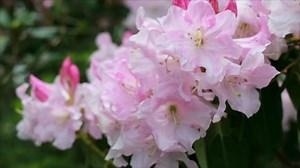 Spectacular Rhododendrons: How To Grow and Care for the Popular Shrub