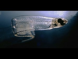 24 Teleostei Elopomorpha y Osteoglossomorpha