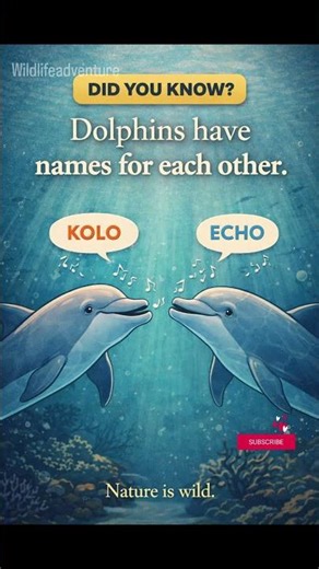 Facts about dolphins #didyouknow #funfacts