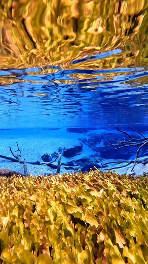 13K views · 84 reactions | You can clearly see why Cypress Spring is one of the most popular springs in the Florida Panhandle. #springs #explore #florida #kayaking #relax | Florida Panhandle Springs and Fossils | Facebook