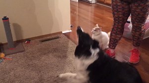 81K views · 745 reactions | Pro tip: more training means more treats . | Animal Tales | Facebook