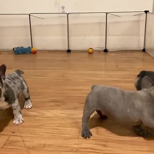 12 reactions · 3 comments | Friday Night Puppy Fest with these 3!! I...