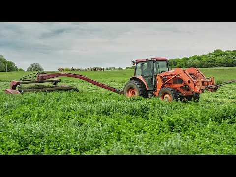 Cutting first crop alfalfa with an International haybine | May 2022