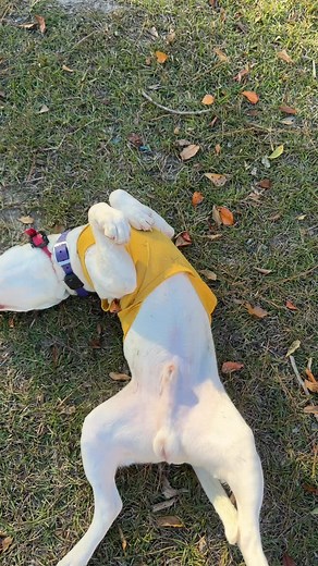 33 reactions · 6 comments | Spent time with mom outdoors, she was poop scooping while I was vibing.  #plumthepit #pitbullpuppies #pitbullsofinstagram #pitbull #pitbulladvocate #bullybreed #plumthepit #pitbullpuppiesonline #pitbullpup #pitbulldog #bullybreedsofig #pitbullpuppylove #pitbulls #pitbulloftheday #velvethippos #velvethipposofinstagram #pitbullsoftiktok #pitbullsoftiktokviral #fidogsofinstagram #fidogcollar | Plum the Pit | Facebook