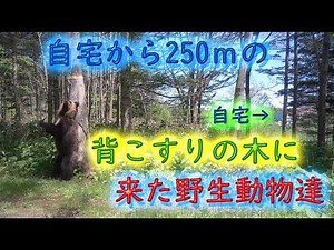 5、6月に自宅から250mの背こすりの木に来た野生動物達 ヒグマ エゾシカ Brown Bear Trail camera Hunting camera 北海道ヒグマチャンネル 羆 トレイルカメラ