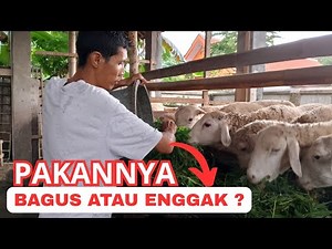 macam pakan domba yang wajib tahu
