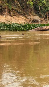 528K views · 5.8K reactions | Wild jaguar and capybara #pantanal #wildlifr #capybara | Roger Benedik | Facebook