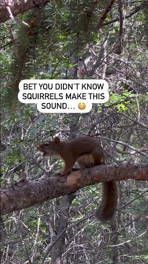 Red Squirrel Calling Out To HIs Buddies. Such a Cool Sound