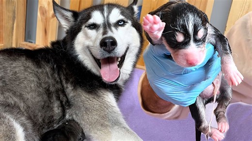 Pregnant husky unexpectedly gives birth to puppies