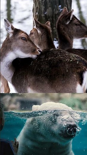 Did you know deer use 3D vocalizations to communicate?