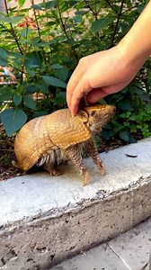 372K views · 14K reactions | 10 Strange Creatures You Didn’t Know Exist! | 1 Minute Animals These aren’t your everyday animals, they’re bizarre, fascinating, and unlike anything you’ve ever seen! #animals #bizarreanimals #cuteanimals #wildlife #wildanimals | 1 Minute Animals | Facebook