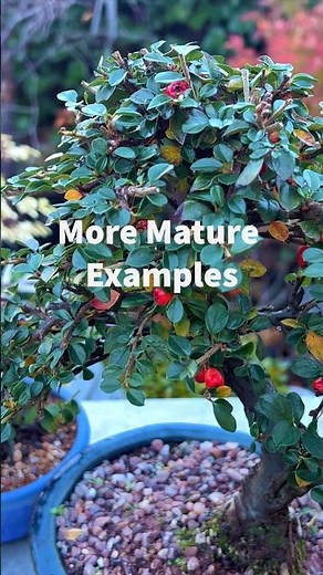 Working with More Mature Cotoneaster Bonsai