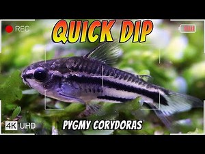 Quick Dip into The Pygmy Cory Catfish - Corydoras pygmaeus