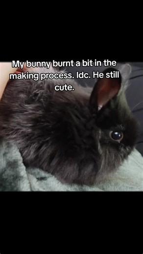 his name is Piko #bunny #black #pet #fyp #viral_video | Pet Rabbit
