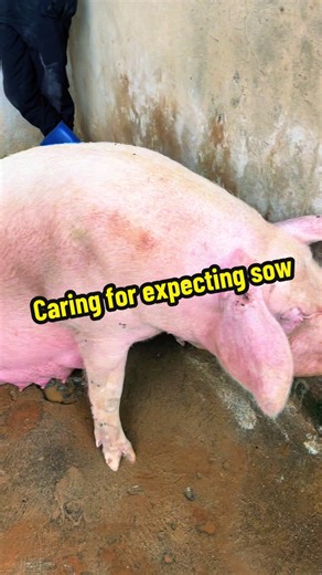 Essential Care Tips for Expecting Sows
