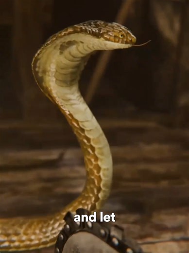 Snake Island travel guide: facts, risks & how to visit safely