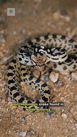 Gopher Snake 🐍 "The Snake That Farmers Love!🌾"#shorts #viral #trending #fyp#foryou#shortvideo #facts
